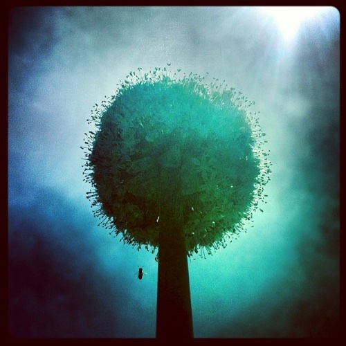 WHITE GIANT ALLIUM 1 by Allyson Seconds